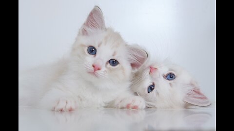 CATS will make you LAUGH YOUR HEAD OFF - Funny CAT