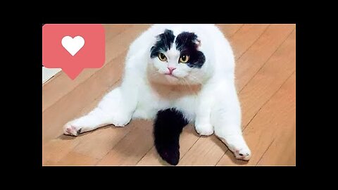 Best Funny Animal Videos 2023!!!!