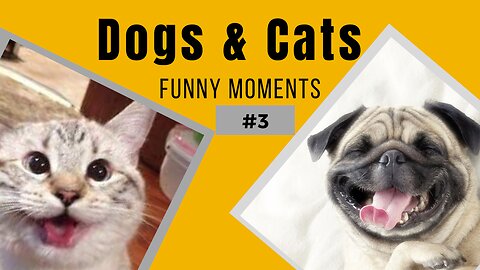 Dogs and Cats Funny Moments 2023 #3