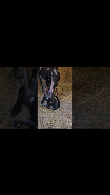 surprise surprise it's baby number 5