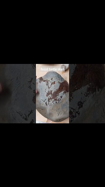 Fossil turtle skull prep update #fossil #paleontology #science