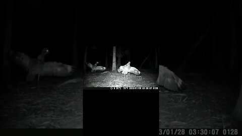 Night of the Curlew short #4