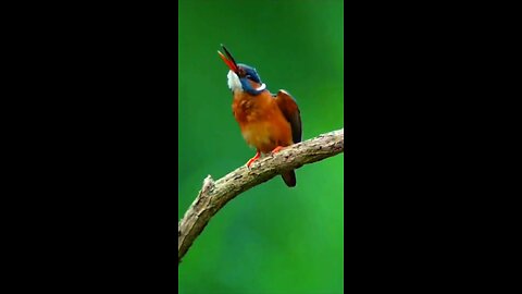 kingfisher bird