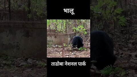 भालू ताडोबा नेशनल पार्क #bear #tatr #tadobanationalpark