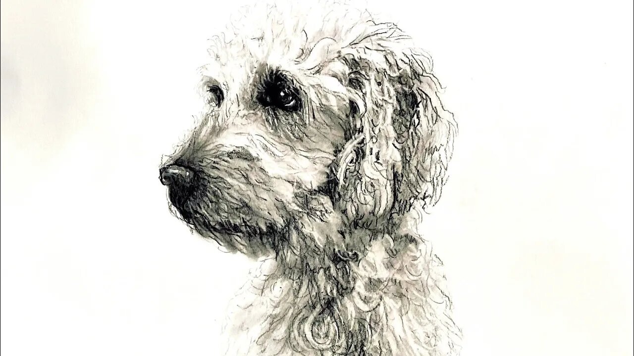 Sketching your doggy.. Guest Artist Jodi Fuller. Charcoal drawing and sketching for charity.