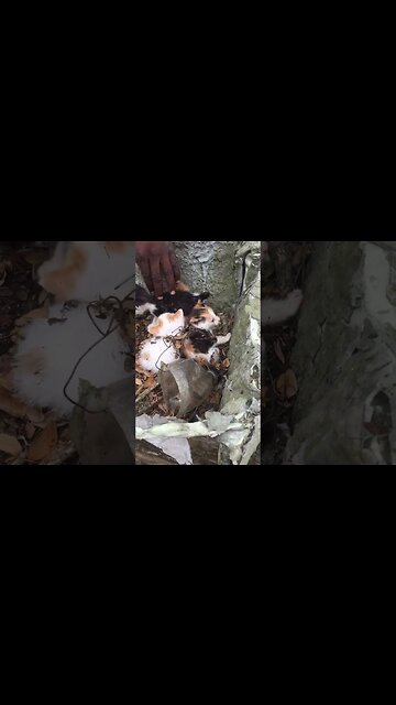 ISLAND KITTENS FOUND IN BUSH LAND SOS SEND HELP