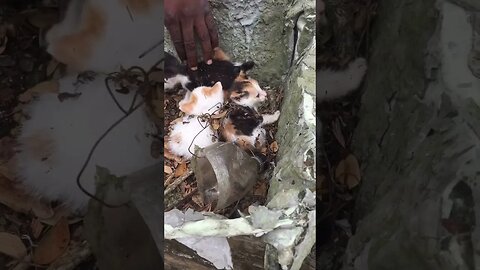 ISLAND KITTENS FOUND IN BUSH LAND SOS SEND HELP