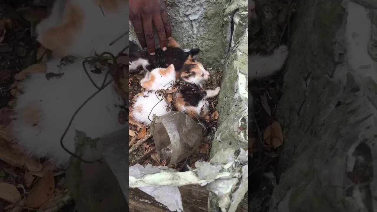 ISLAND KITTENS FOUND IN BUSH LAND SOS SEND HELP