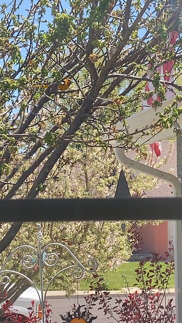 Orioles and grape jelly