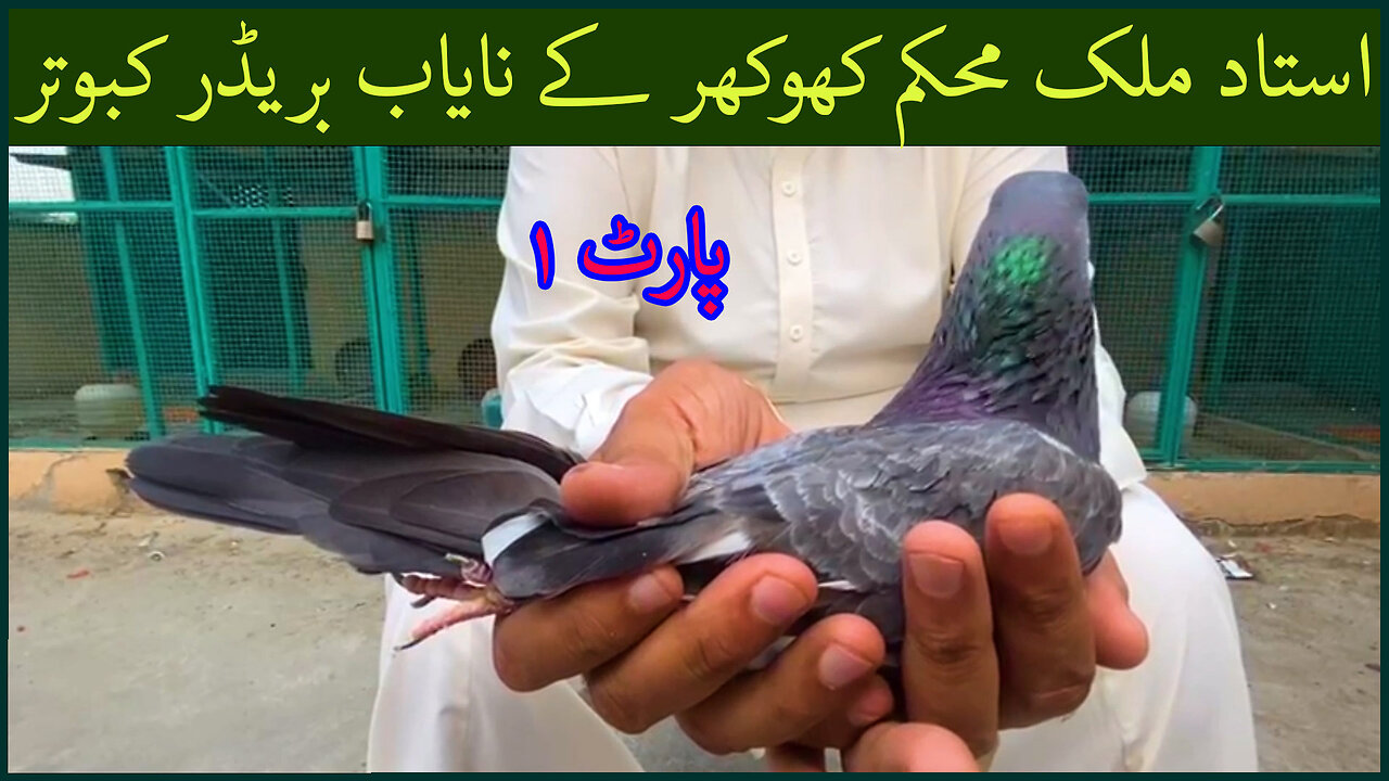 Ustad Malik Mohkam Khokhar Breeder Pigeons || Part 1 || Watch In HD Urdu/Hindi