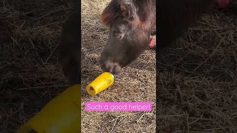 Such a good helper!