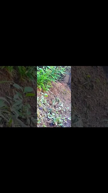 Jacu e seus filhotes em busca de comida Jacuaçu