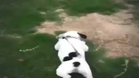 French Bulldog performs adorable puppy crawl when meeting new people