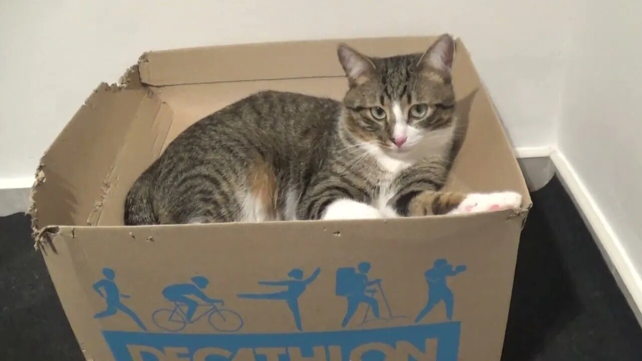 Don't U Dare Touching My Box, Hooman