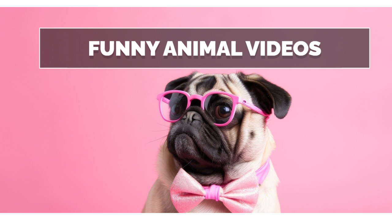 Funny Animals Videos