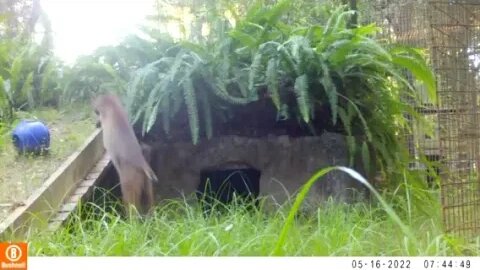 Val bobcat camera trap footage #2, May 2022
