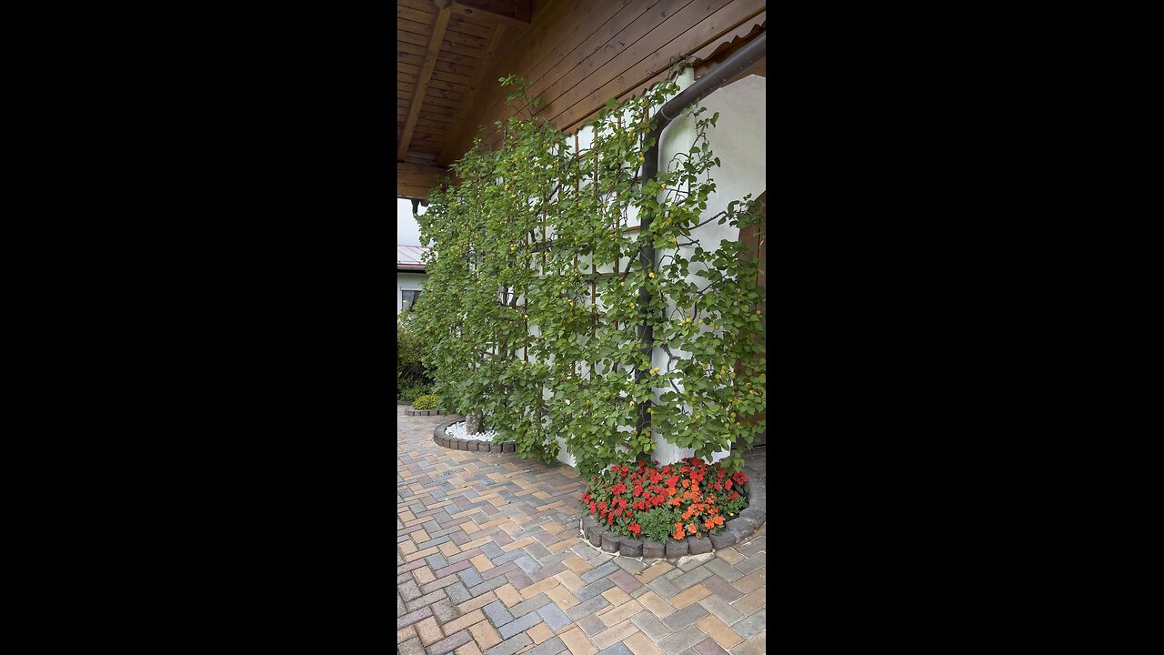 Schöner Aprikosenbaum an der Wand