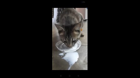 cat drinking milk 😺🐈😊😽😻🥛🍼