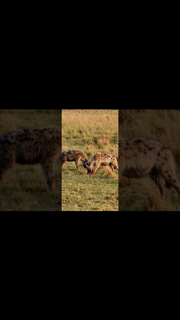 Hyenas Finishing A Meal #shorts | #ShortsAfrica
