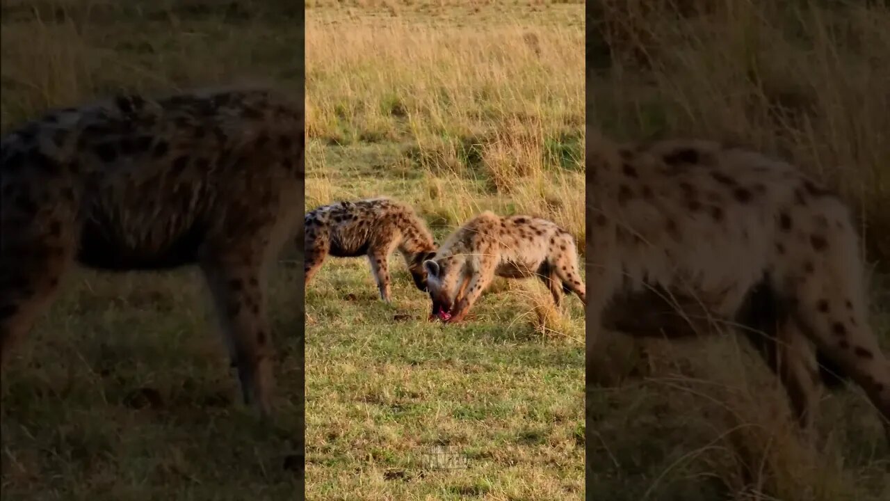 Hyenas Finishing A Meal #shorts | #ShortsAfrica