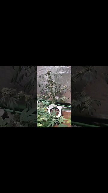 mostly cloudy #harvest #shorts