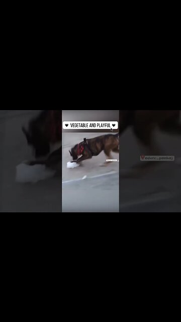 Funny pets / just watch and laugh more . #funny #pet