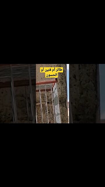 طائر أم قنين أو الحسون المغرد