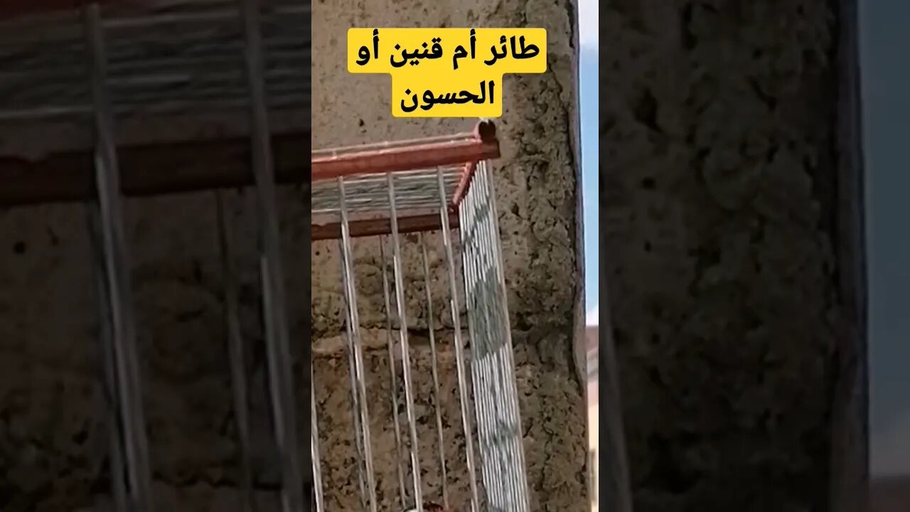 طائر أم قنين أو الحسون المغرد