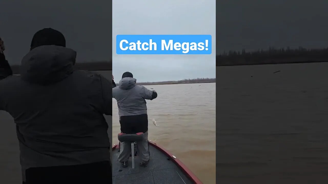 Catch Mega Crappies! #castcray #fishing #fishinghowto #crappie #how #howto #fish