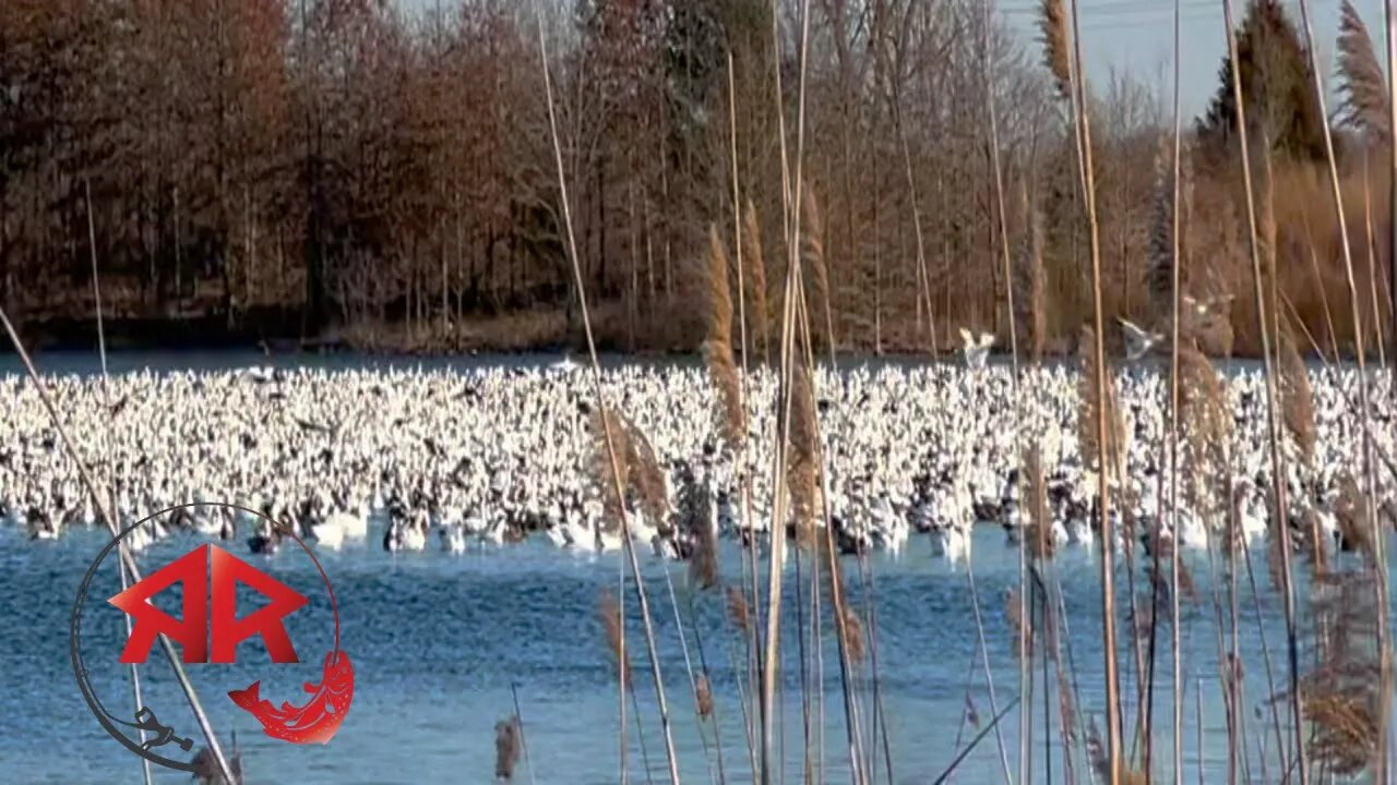 Awesome Snow Geese Aerial Display