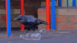 Crafty Aussie Raven Goes Full Plumber Digs Bottle for a DIY Drink