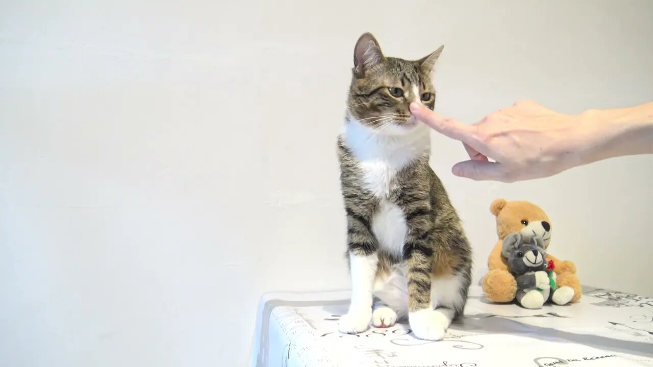 This Little Cat Likes to Sit on the Table