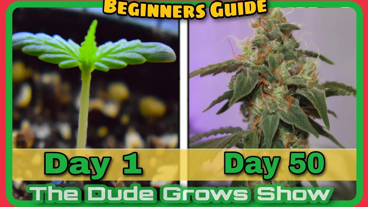 Clone Tips to Increase Cannabis Yields - The Dude Grows Show 1,446