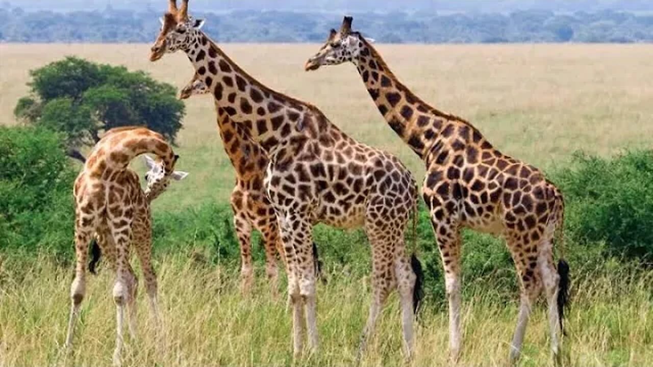 OUTDOOR TOUR AT THE GIRAFFE CENTRE IN NAIROBI