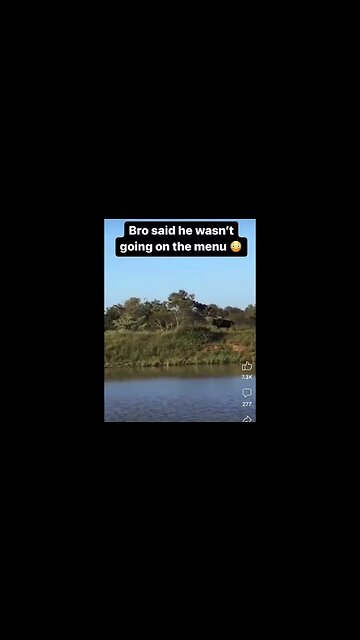 He really double jumped two loins 🤣 #wildlife