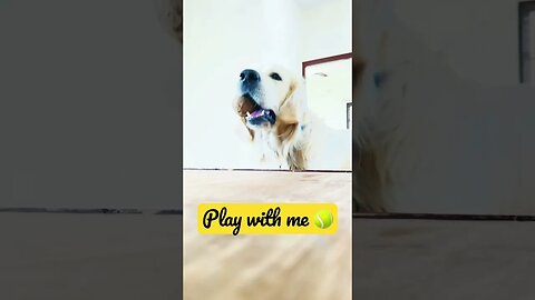 Play With me 🎾 #goldenretriever #ytshorts #shorts