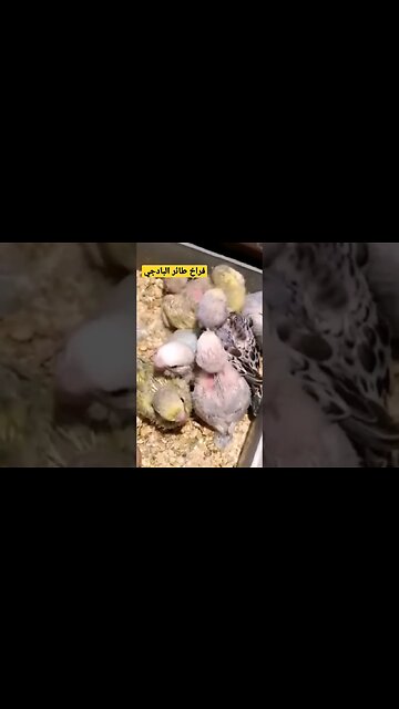 فراخ طائر البادجي هوكو كيوت روعة