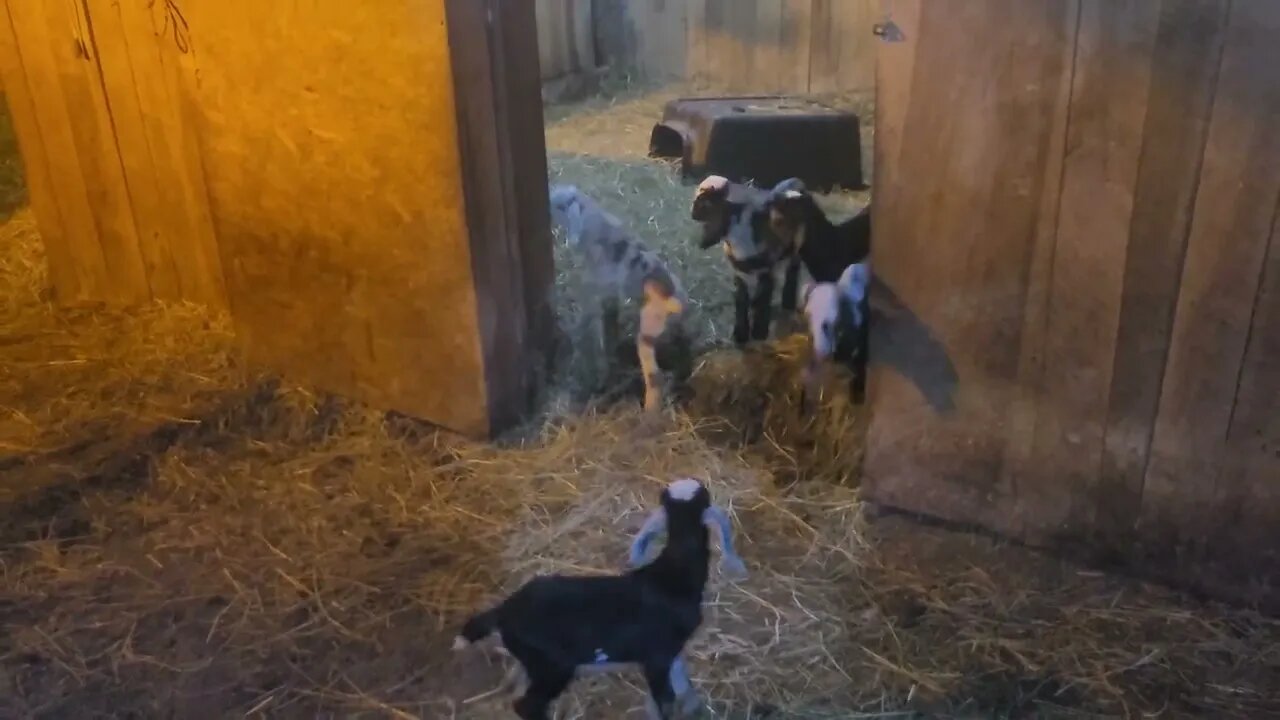 the babies are the best part