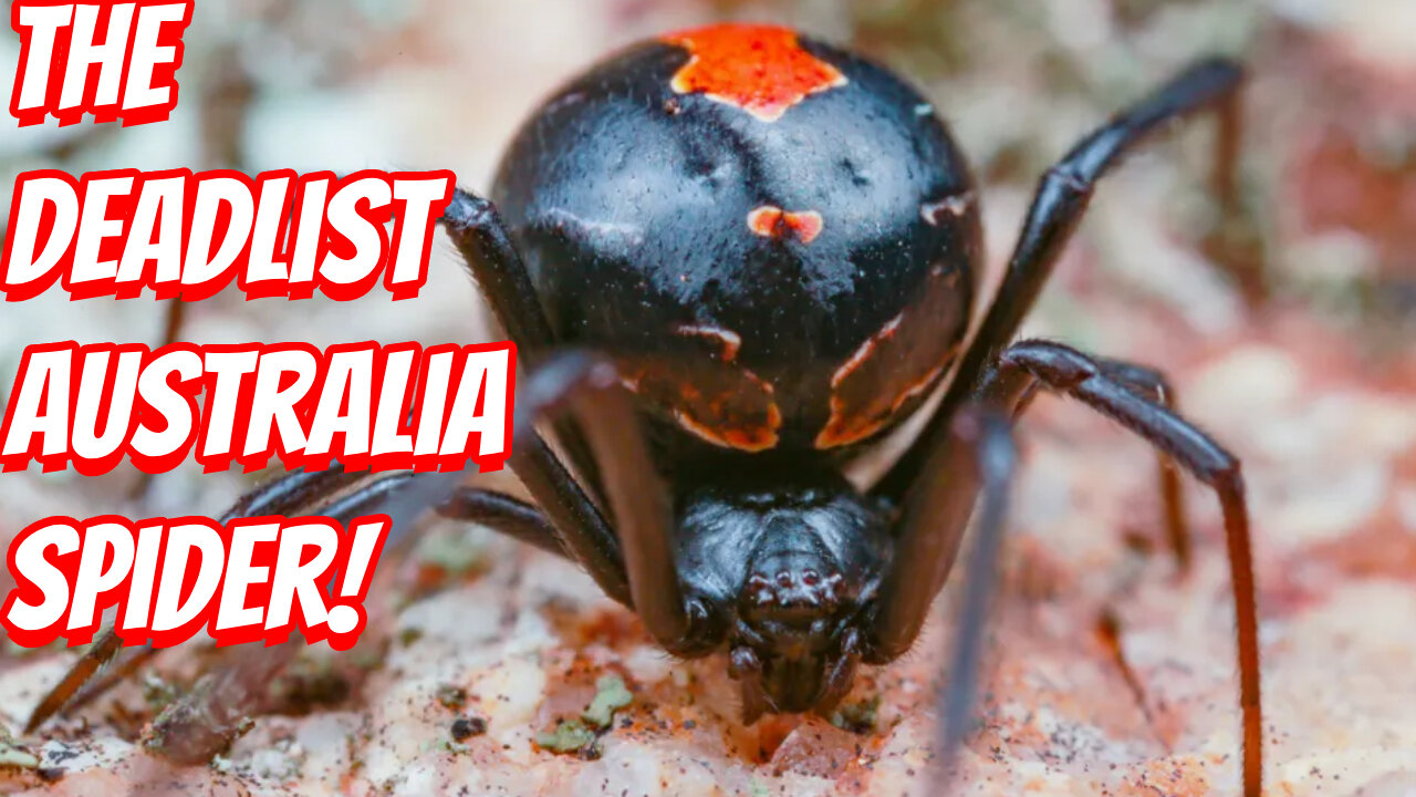 How Deadly Is The Redback Spider!