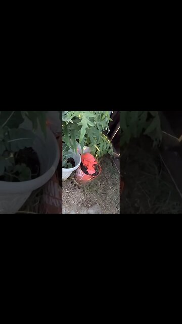 OMG ❤️ Look at that (artichoke) plant😮