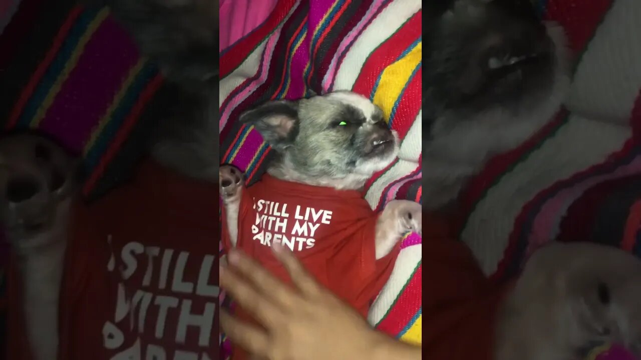 When you have a Shih Tzu in a Cozy Room | Massage Therapist Mode