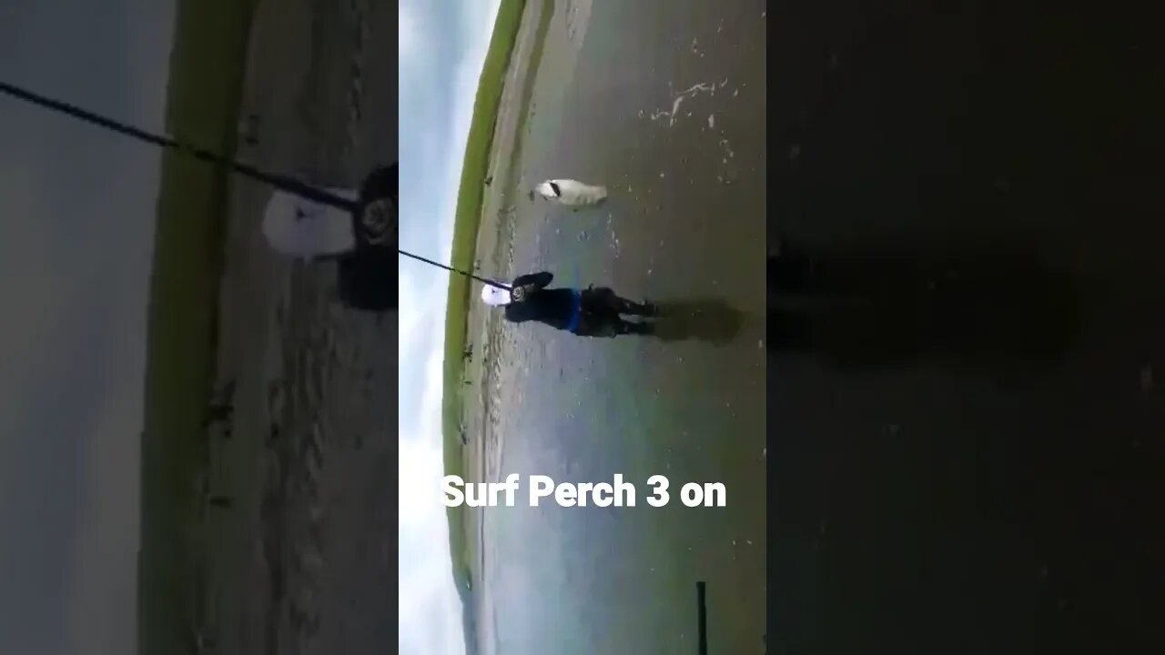 Surf Perch 3 on!