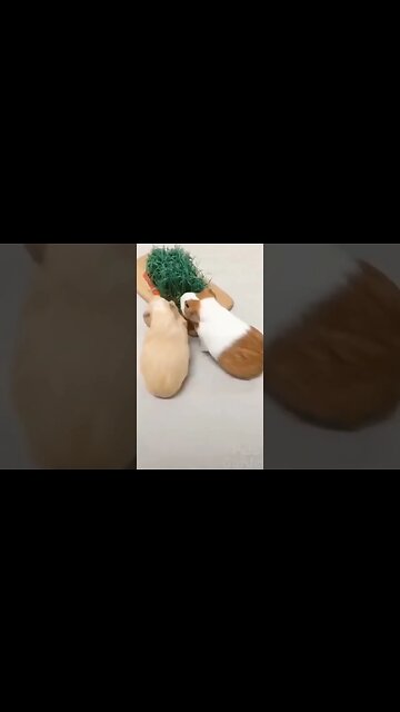 #gatosengraçados #gatos