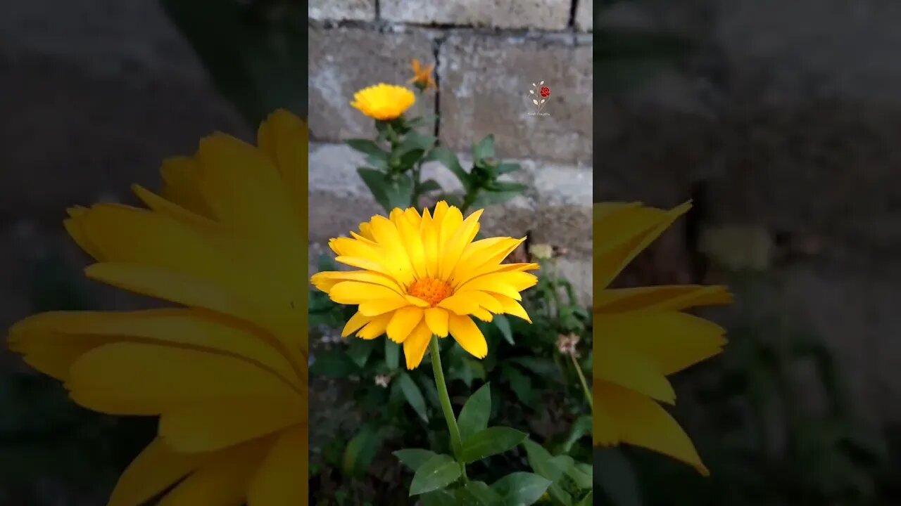 My Garden| Flowers in Winters| Rate my Photography 🙂| Subscribe for more Visuals #shorts #status