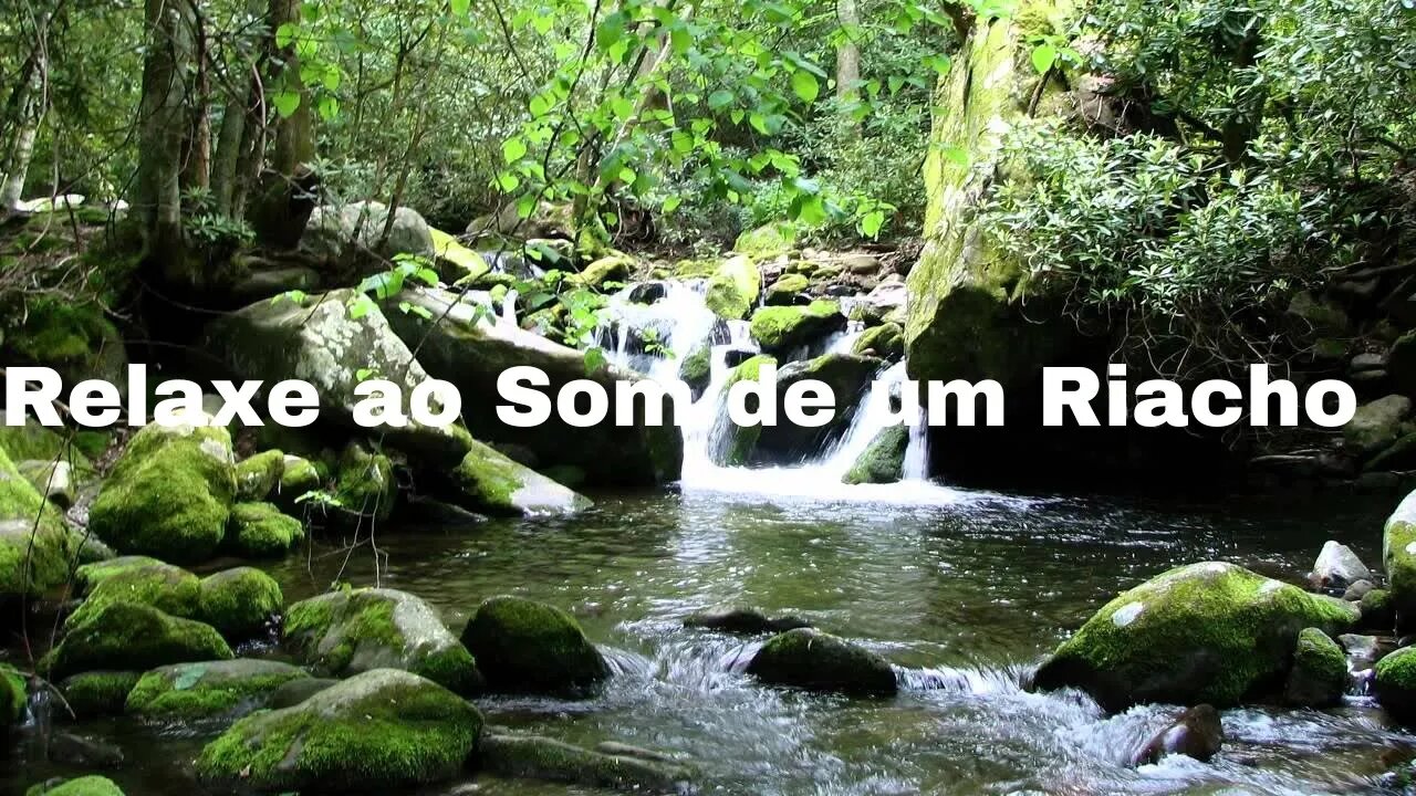 Som de Riacho para Relaxar e Acalmar a Mente - Barulho de Riacho para Diminuir o Stress