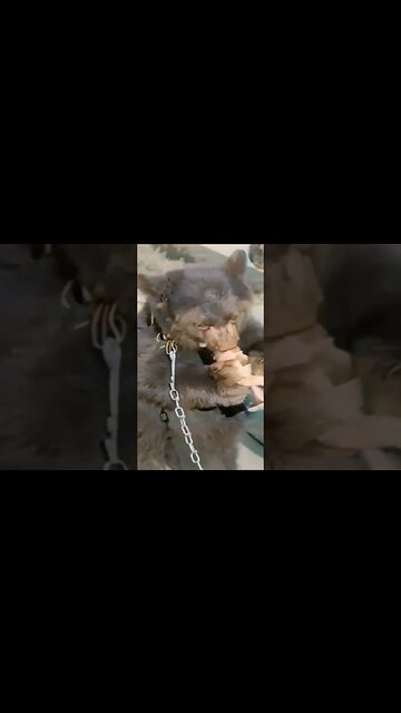 [1930] - Alaska Pet Bear drinking honey. 4k 60fps