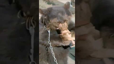 [1930] - Alaska Pet Bear drinking honey. 4k 60fps