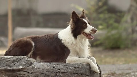 Dog sitting on log