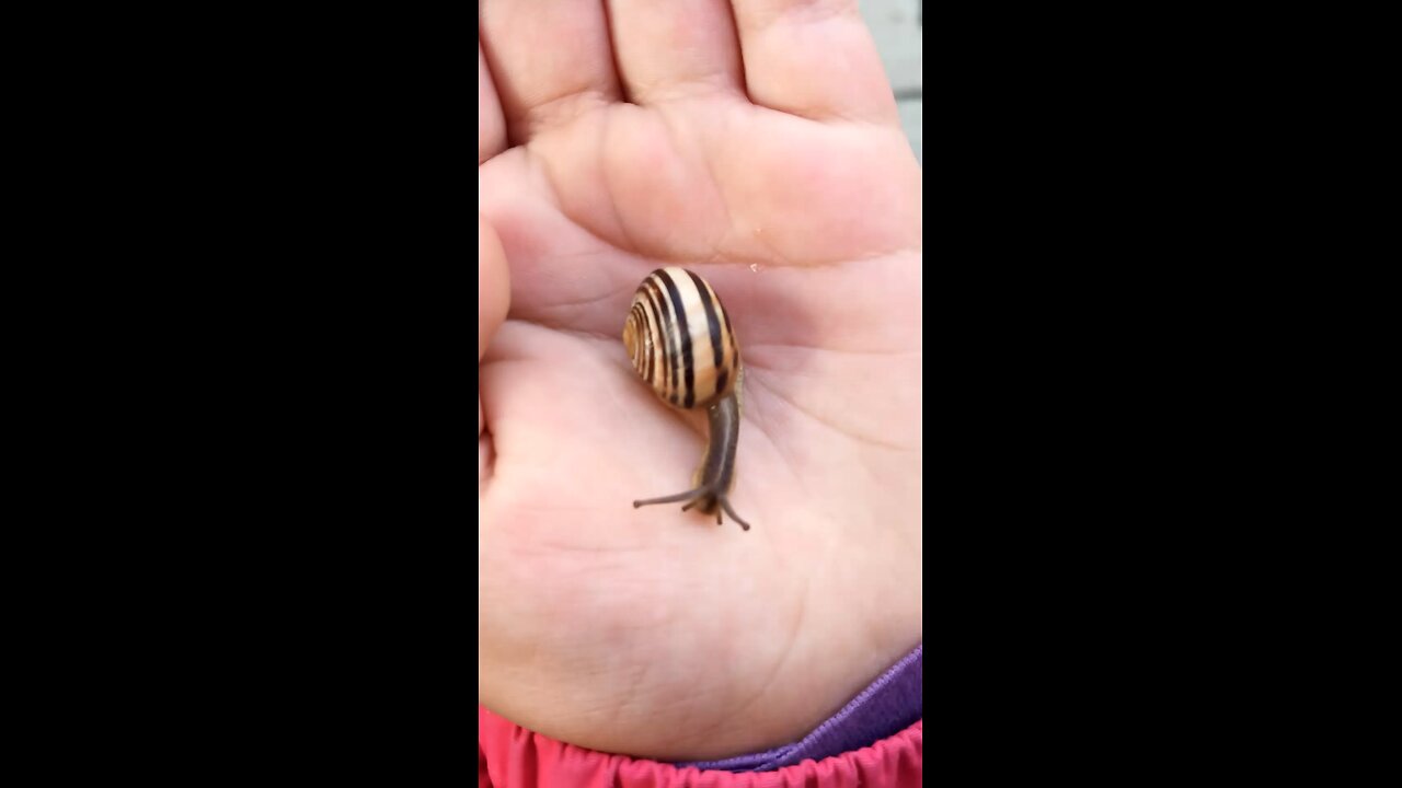 Snail | Schnecke