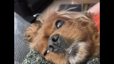 Cutie Cavaliers